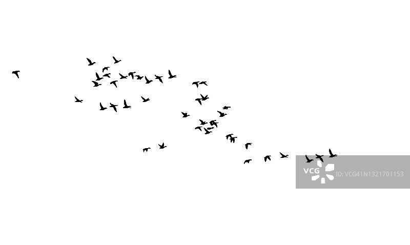 飞翔的鸟。矢量图像。白色backgorund。图片素材