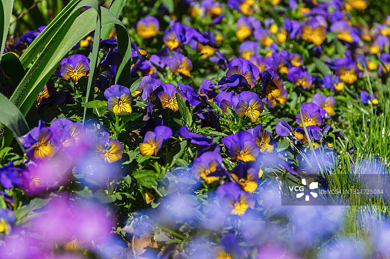 花园里的紫罗兰。一片美丽的春花林间空地。图片素材