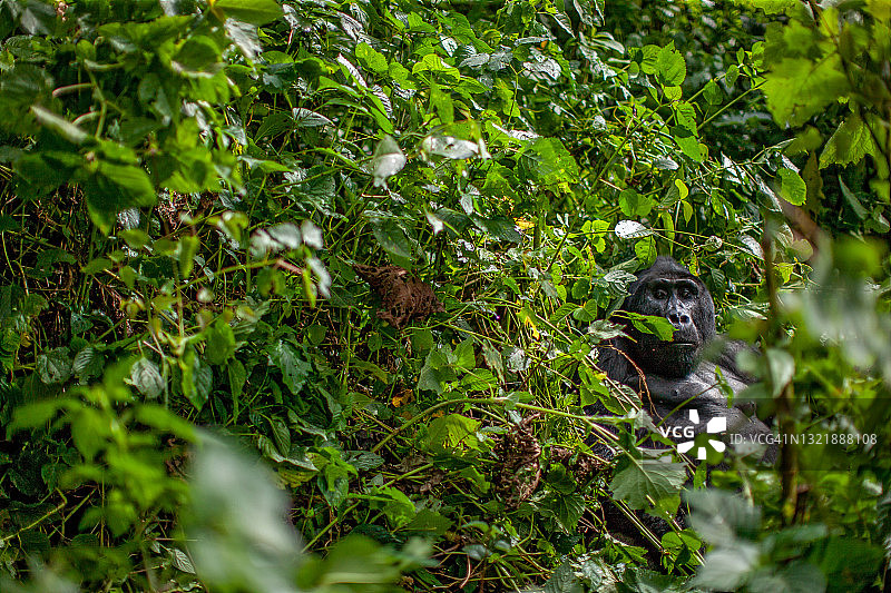 山地大猩猩(白令盖大猩猩)休息在植被和看相机的侧面视图图片素材