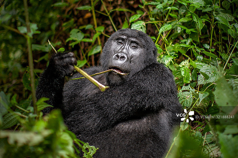 山地大猩猩(白令盖大猩猩)吃竹子的场景，看着相机图片素材