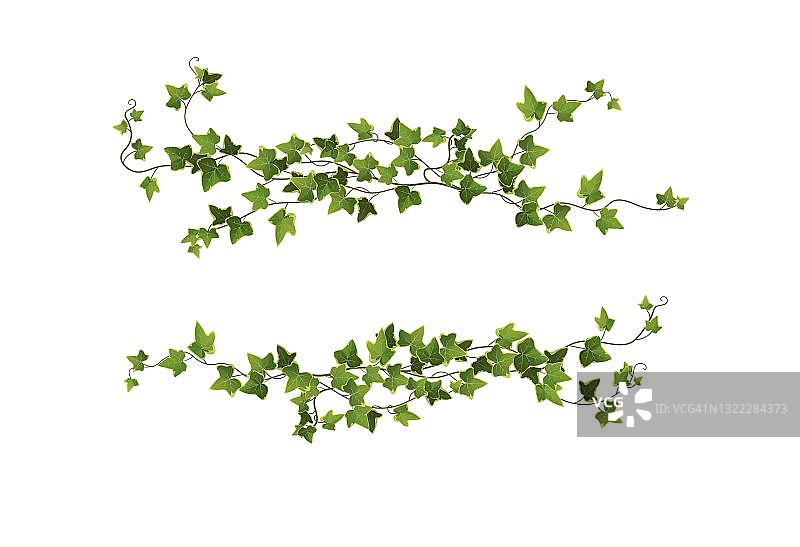 常青藤植物枝卡通矢量插图。爬的葡萄树。图片素材