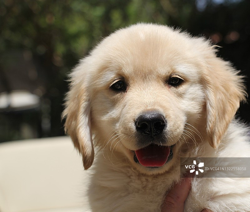 一只9周的纯种金毛寻回犬在家里是快乐和无忧无虑的图片素材