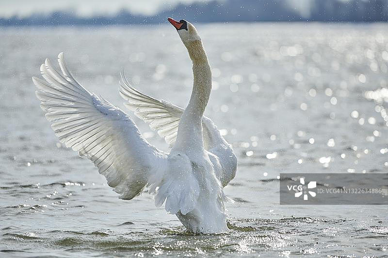疣天鹅(天鹅色)扇动翅膀多瑙河，巴伐利亚，德国图片素材