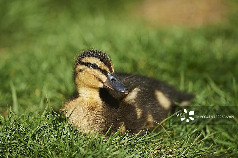 野鸭，小鸡坐在草地上，德国巴伐利亚图片素材