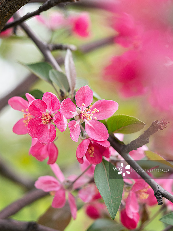 亮粉色盛开的花朵在树枝上的特写。春天苹果树开花图片素材