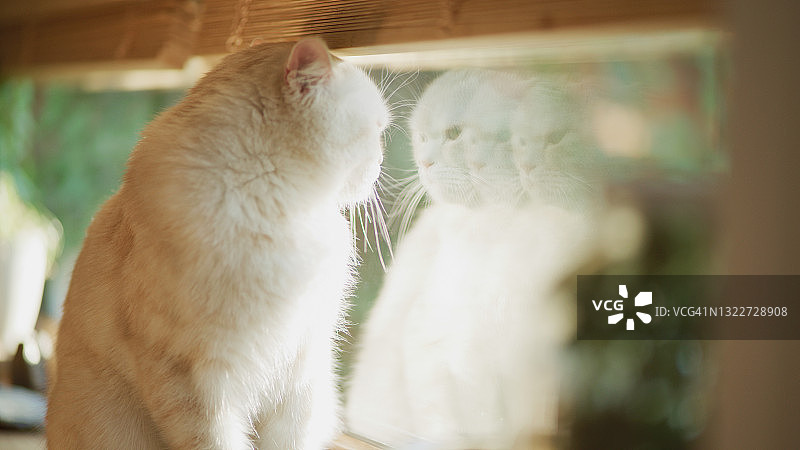 可爱的英国短毛猫在客厅休息，透过窗户看。窗台上的肖像图片素材