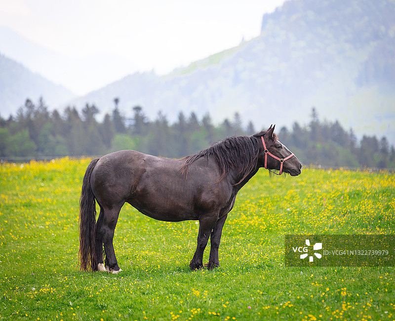 棕色的马在阿尔卑斯山牧场上吃草，奥地利。图片素材