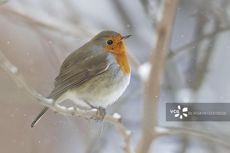 冬天，下雪时坐在树枝上的欧洲知更鸟(rubecula Erithacus)，德国下萨克森州2021年最佳鸟类图片素材