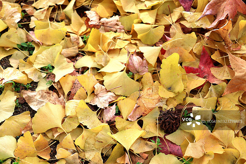 地上满是银杏树和其他树的落叶。图片素材