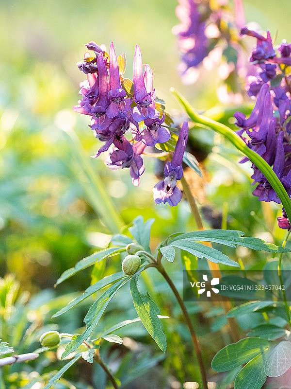 在阳光明媚的春天森林紫色花朵的特写图片素材