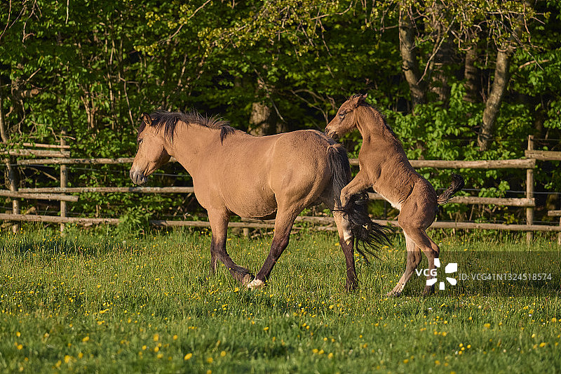 马，春天放牧的母马和小马驹图片素材