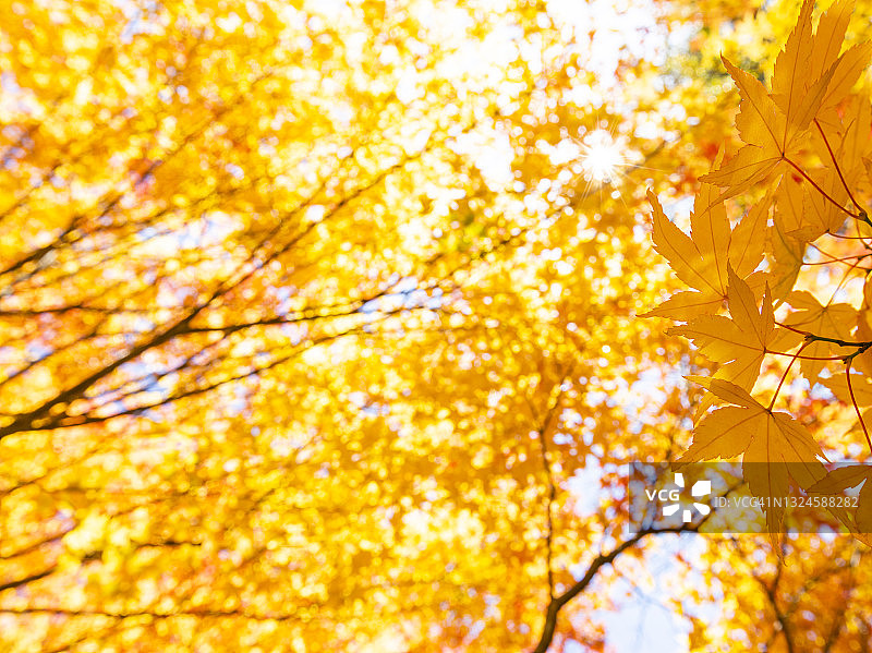 金色的日本秋叶在早晨图片素材