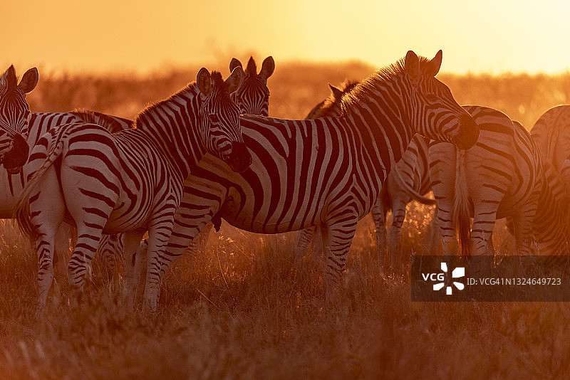 日落时一小群斑马的特写镜头。斑马迁徙博茨瓦纳图片素材