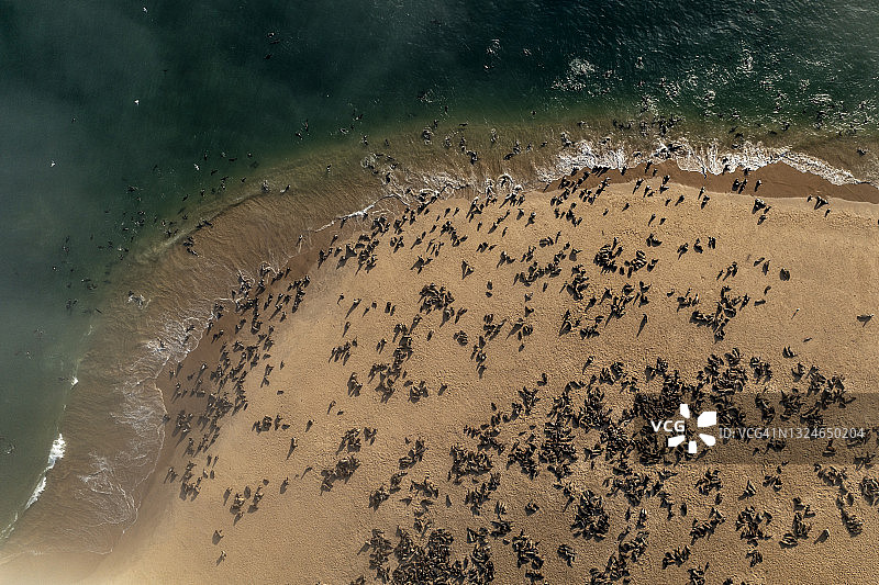 壮观的鸟瞰图，一大群海狗在海岸线上游泳和躺在那里晒太阳图片素材