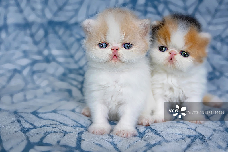 两只波斯小猫在蓝色毯子上摆姿势图片素材