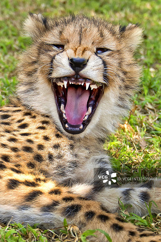 猎豹，野生动物保护区，南非图片素材