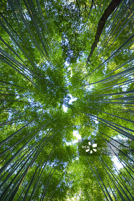 在日本京都的岚山竹林的山麓小路上仰望。图片素材