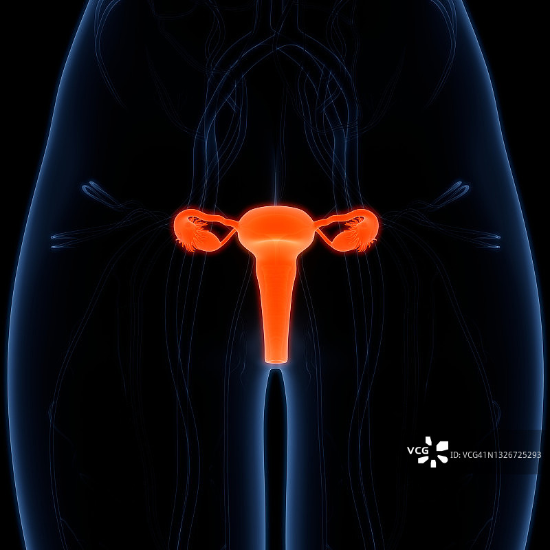 女性生殖系统与神经系统及膀胱解剖学图片素材
