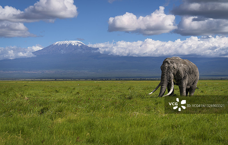 大象和乞力马扎罗山，安博塞利国家公园，肯尼亚，非洲。图片素材