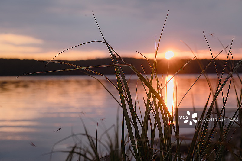 卡累利阿的科夫多泽湖上的夏日日落。定居Zelenoborsky, Kandalaksha，摩尔曼斯克地区，科拉半岛。傍晚的天空倒映在平静的水面上，前景是草地的剪影。图片素材