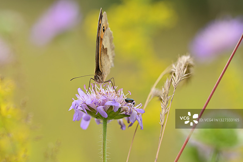 夏天草地里的蝴蝶图片素材