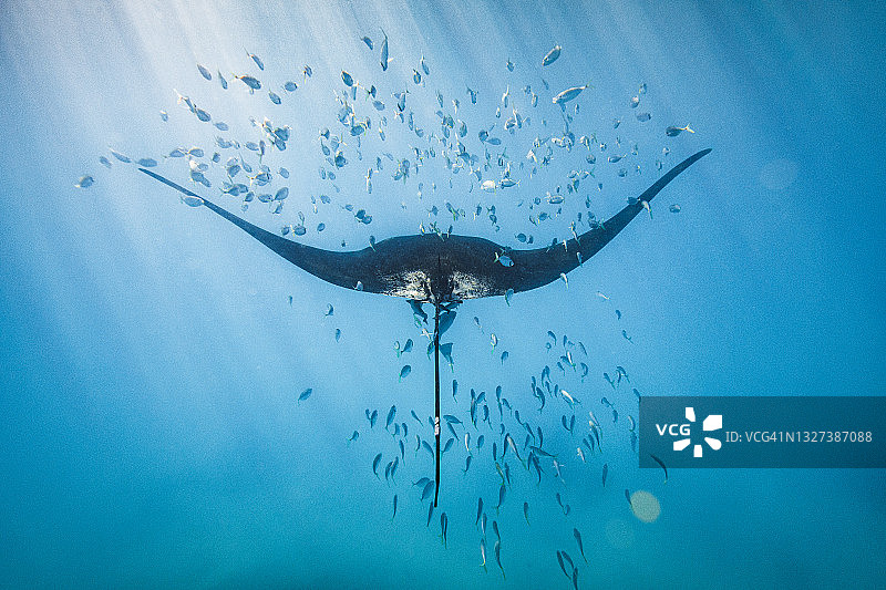 蝠鲼在深蓝色的海洋中游过鱼群图片素材