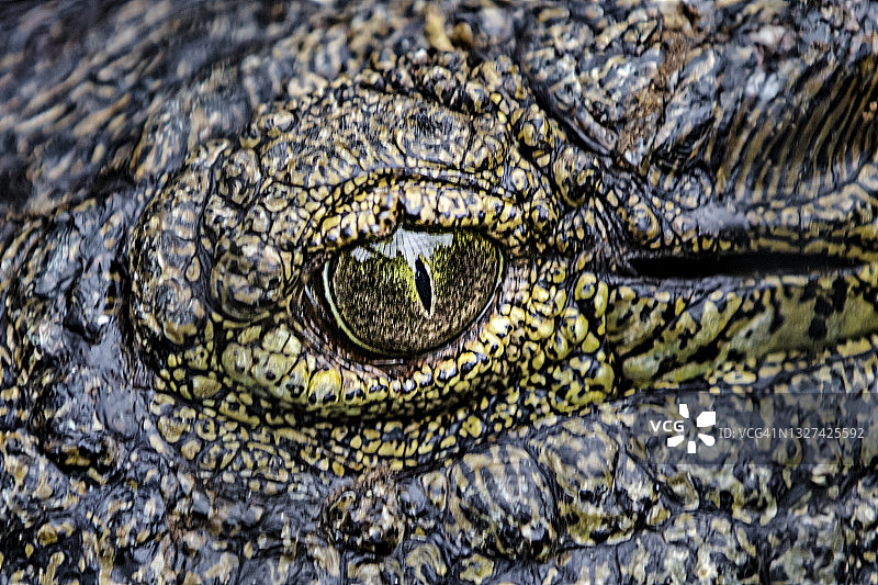 鳄鱼(Crocodylidae)图片素材