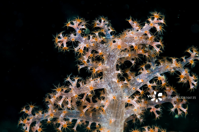 橙色软珊瑚，打开珊瑚虫。Owase,米氏日本图片素材