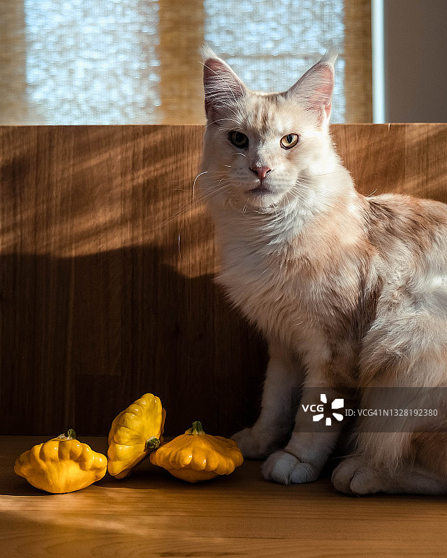 木桌上放着熟透的黄色南瓜，背景是一只白猫图片素材