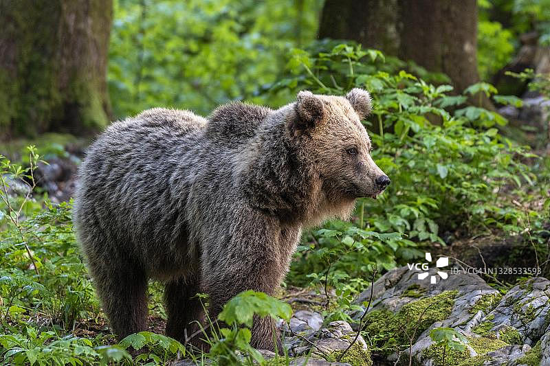 生活在斯洛文尼亚诺特兰斯卡地区森林中的一种欧洲棕熊图片素材