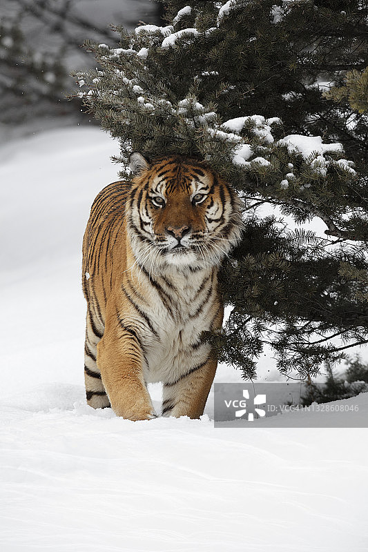 东北虎(panthera tigris altaica)站在雪地上看着相机图片素材