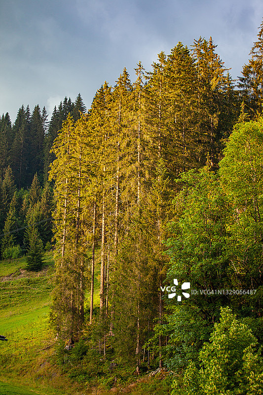 奥地利山坡上的森林图片素材