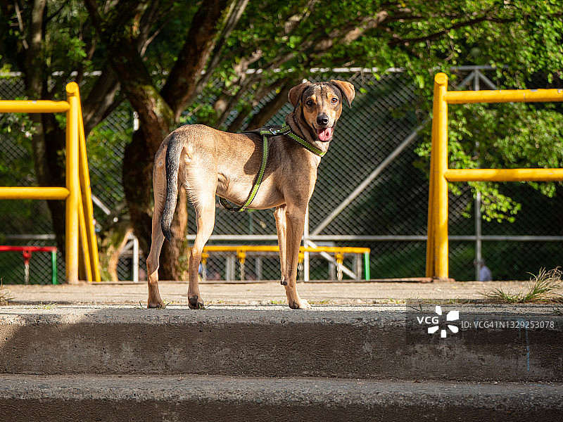 在哥伦比亚麦德林，快乐的狗在黄桥附近散步图片素材