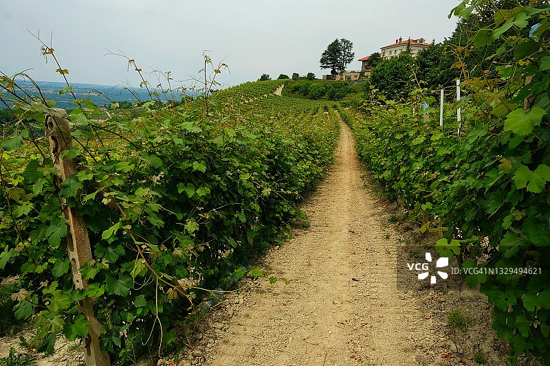 葡萄酒种植，种植当地农业农场图片素材