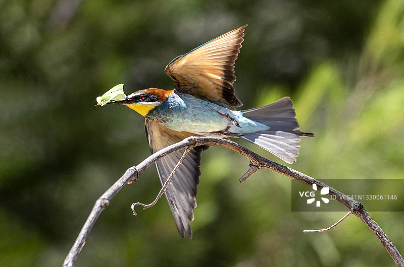 欧洲食蜂鸟(食蜂鸟)，张开翅膀停在树枝上，嘴里衔着一只蝴蝶。图片素材