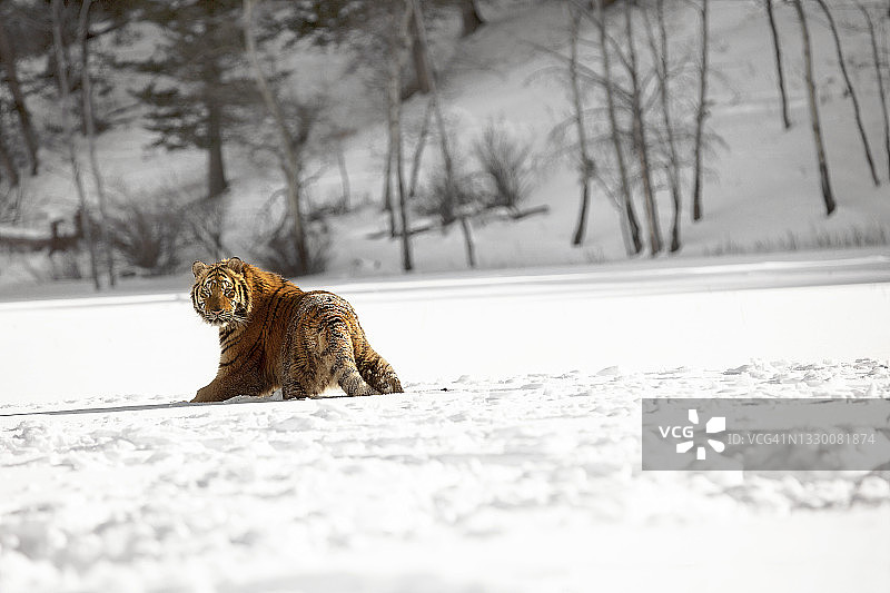 西伯利亚虎(panthera tigris altaica)在雪地上行走时看着镜头的场景图片素材