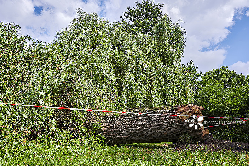 一棵在公园里折断的老树。图片素材
