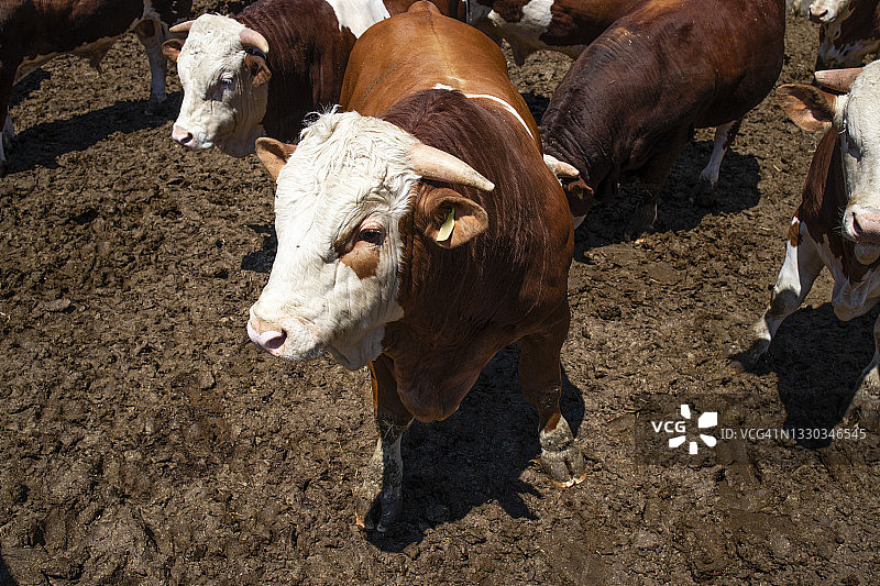 有机农场用于肉类生产的强壮强壮的公牛家畜。图片素材