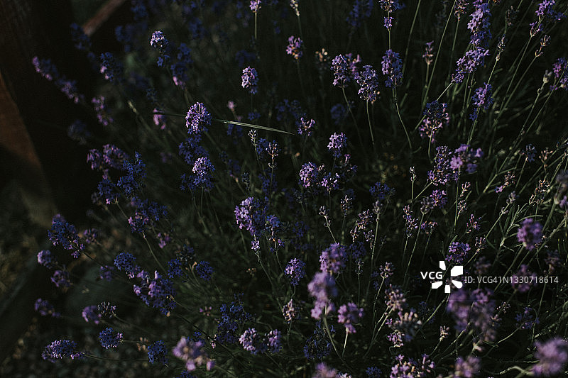 一个美丽浓密的薰衣草植物在微光的特写图片素材
