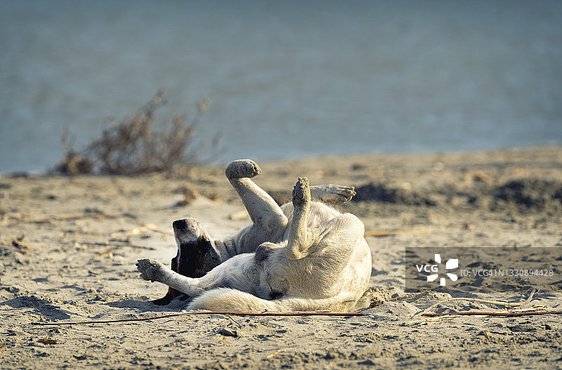 狗在沙滩上抓沙子。图片素材