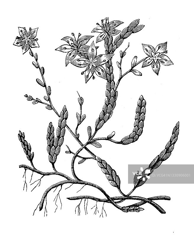 古董植物学插图:景天英亩，金苔石作物图片素材