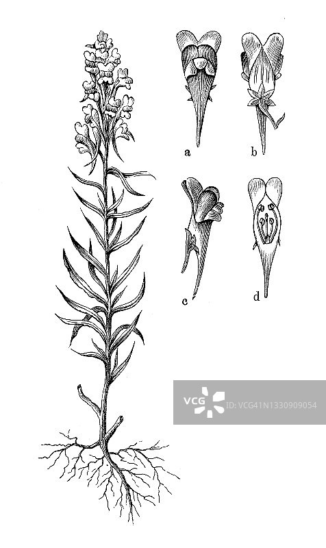 古代植物学插图:普通Linaria vulgaris, toadflax图片素材
