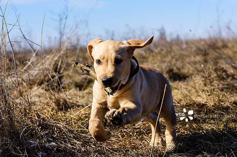 早春时节，可爱的拉布拉多寻回犬手持棍子在草地上奔跑图片素材
