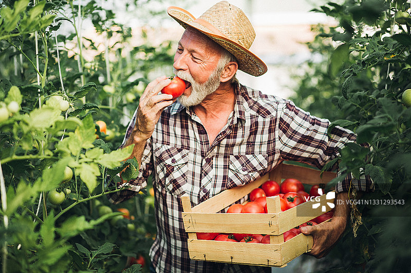 年长的农夫一边收割一边品尝新鲜的西红柿图片素材