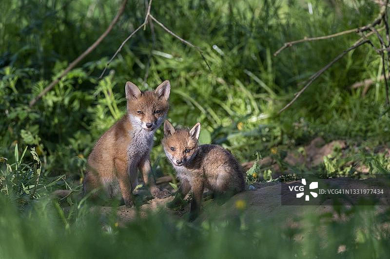 红狐(Vulpes Vulpes)，在洞穴里的幼小的狐狸，古克斯哈根，黑森州，德国图片素材