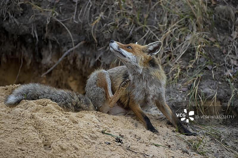 德国萨克森州，卢萨蒂亚，赤狐(Vulpes Vulpes)在巢穴前图片素材