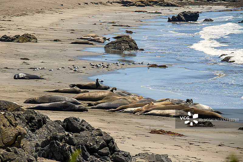 象海豹观景点，圣西蒙，加利福尼亚州图片素材