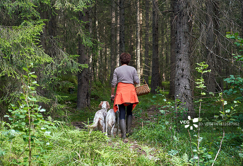 挪威奥斯陆，一名女子在森林里寻找蘑菇图片素材