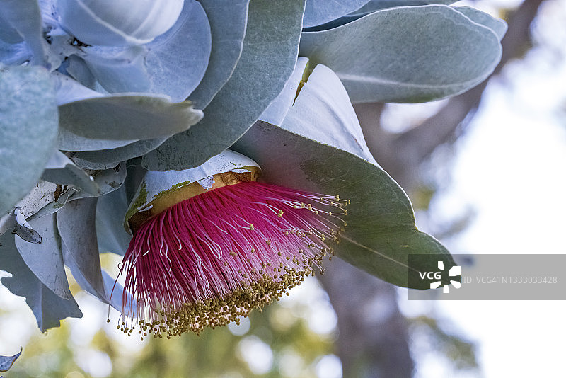 粉红色开花的桉树花-珀斯，西澳大利亚图片素材
