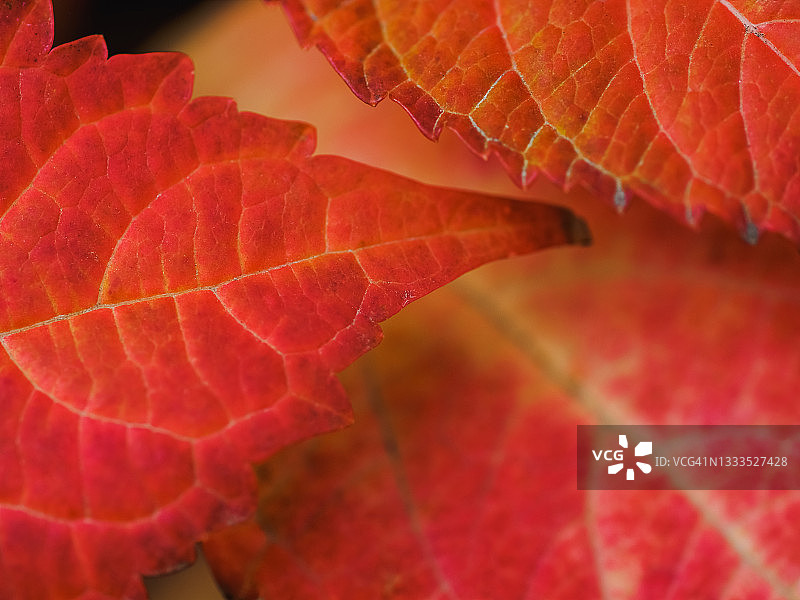 特写美丽的红色叶子图案从树枝上的芽在秋天的时间图片素材